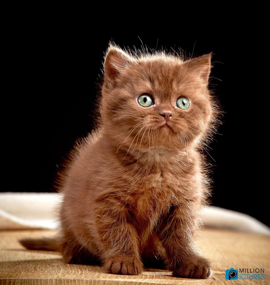 Куча коричневых котят