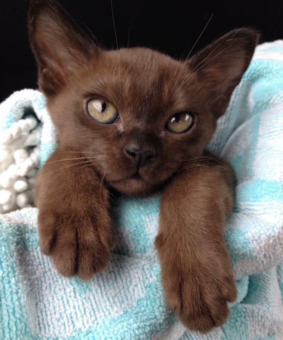 И меня для котят