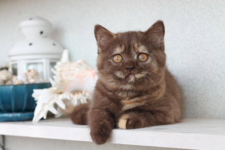 Британская кошка циннамон черепаховая