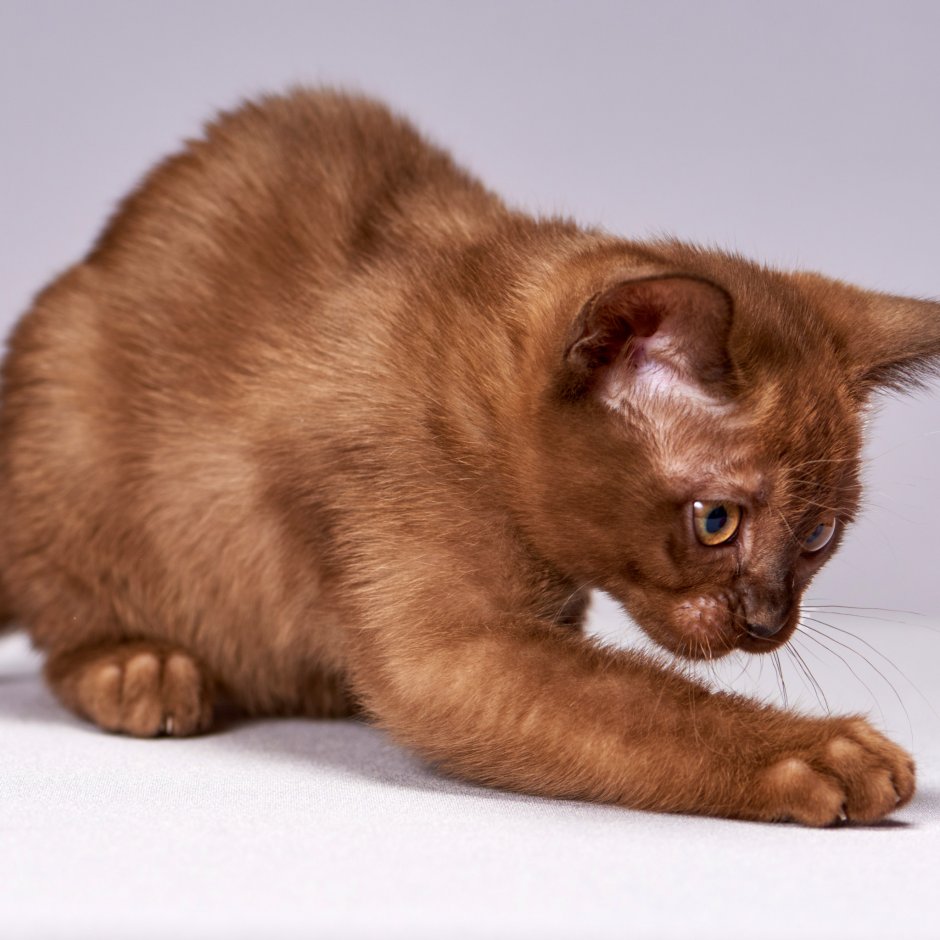 Любознательный коричневый кот