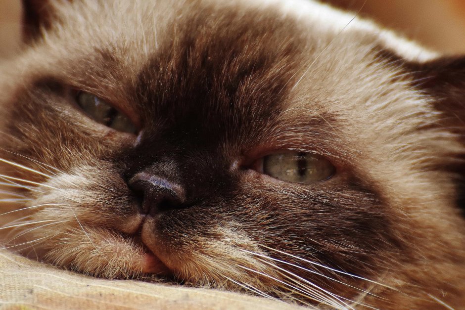 Милые коричневые котики