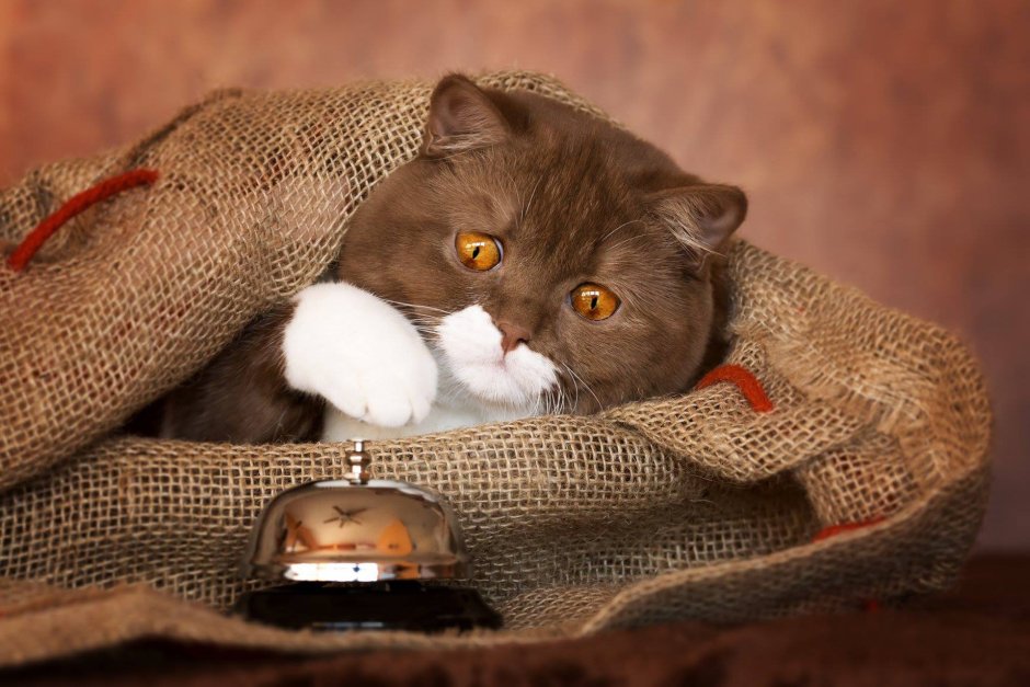 Коричневый котик