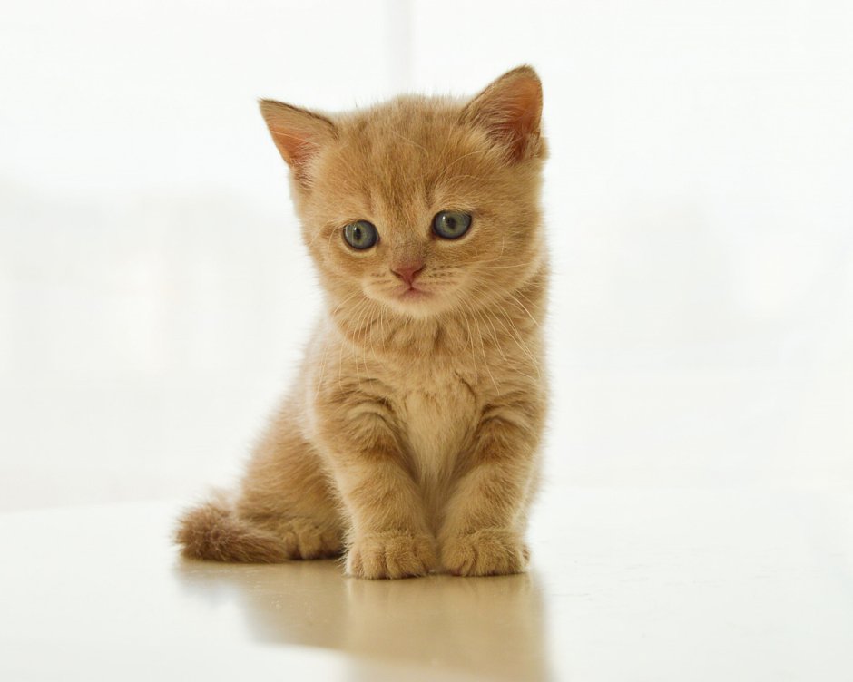 Светло коричневый котенок