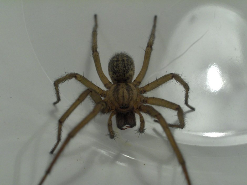 Tegenaria Agrestis