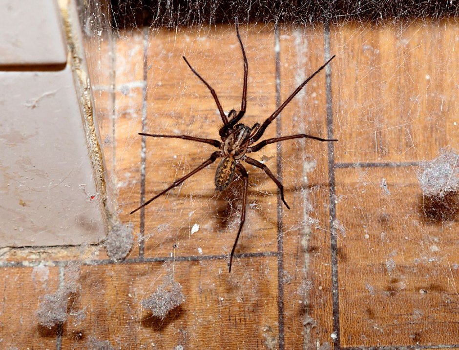 Домовой паук Tegenaria Agrestis