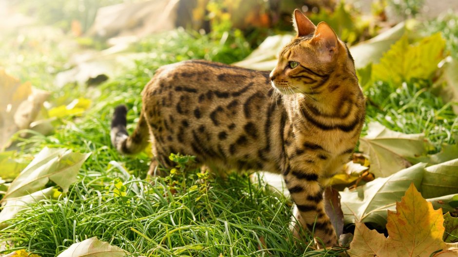 Кошка пятнистая Бенгальская