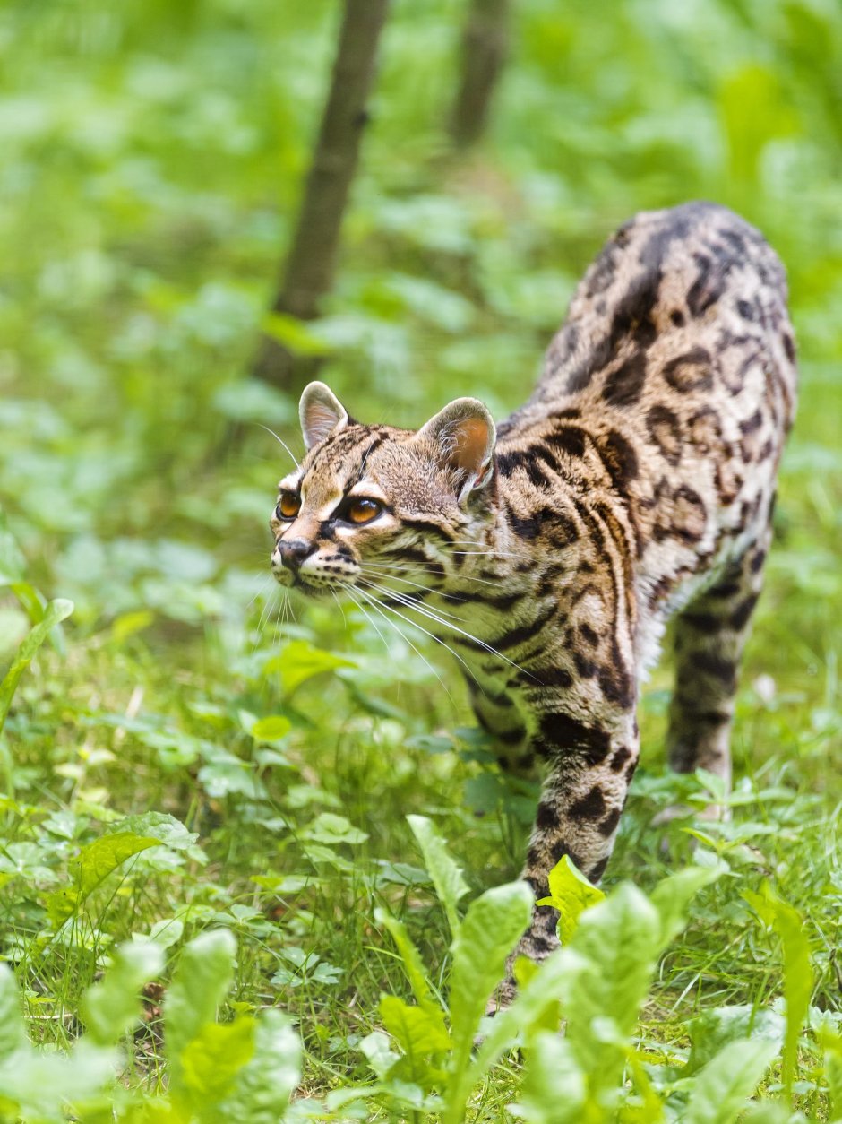 Дикий бенгальский кот