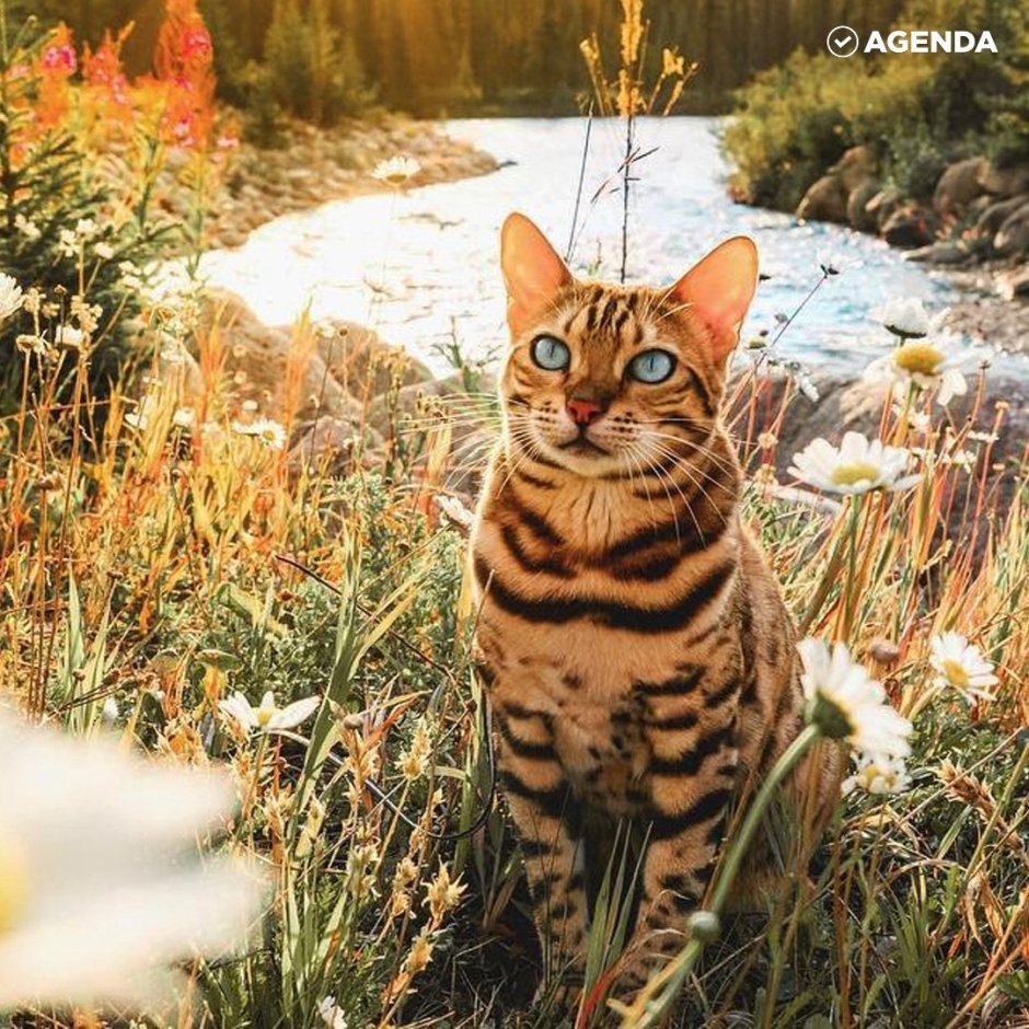 Дикий бенгальский кот