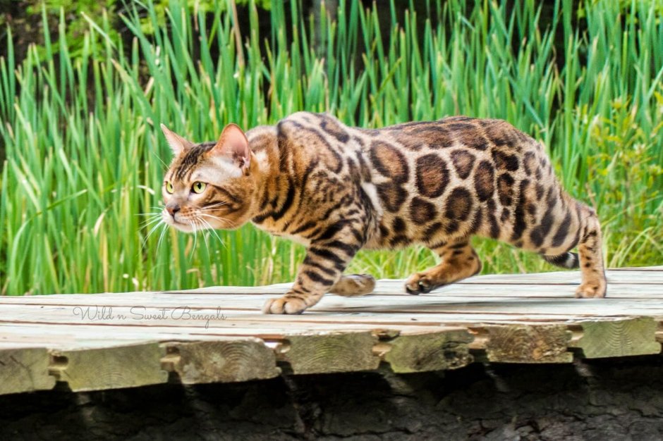 Бенгальская кошка