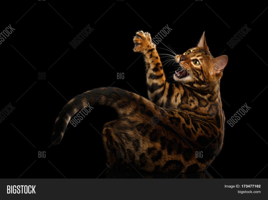 Бенгальский кот на черном фоне