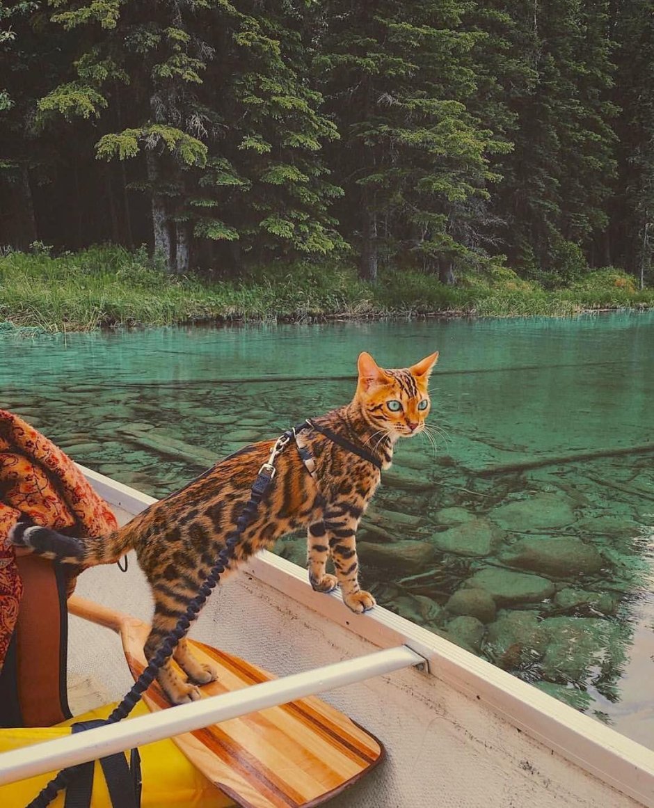 Сьюки кот путешественник