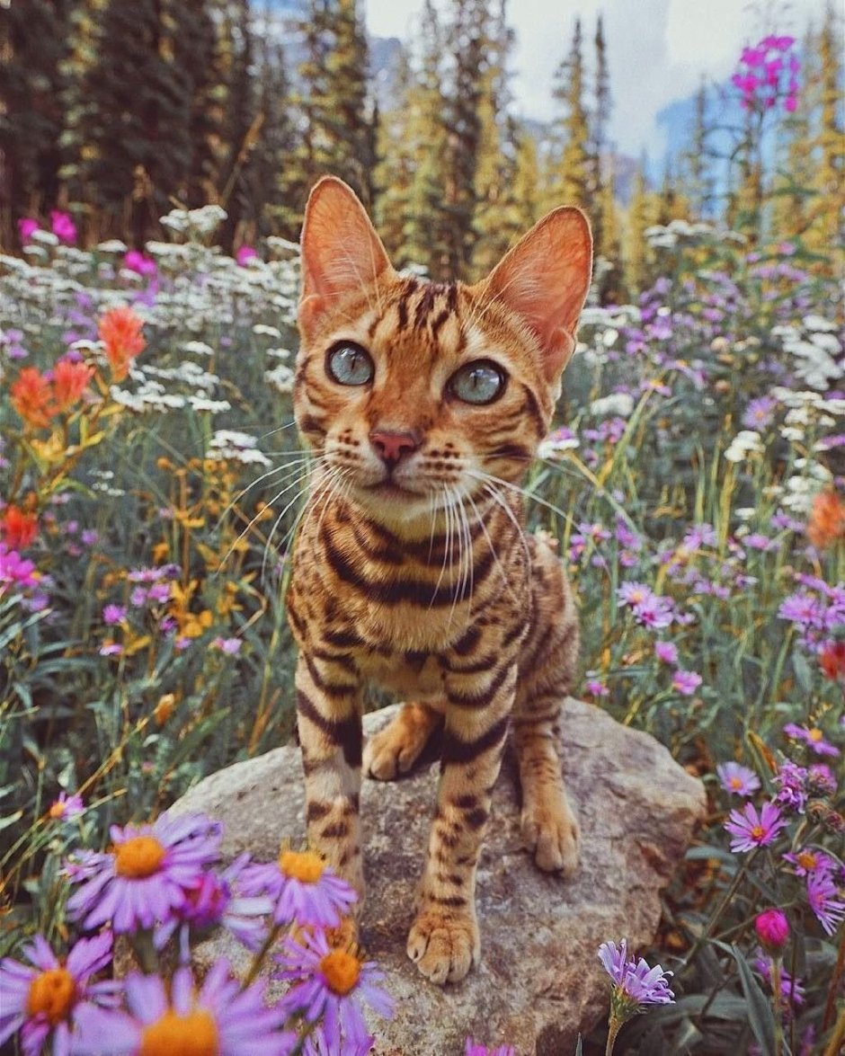 Дикий бенгальский кот
