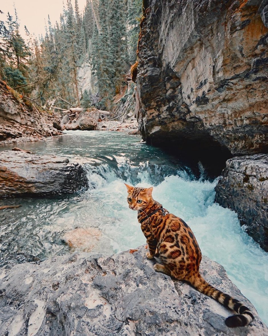 Сьюки кот путешественник