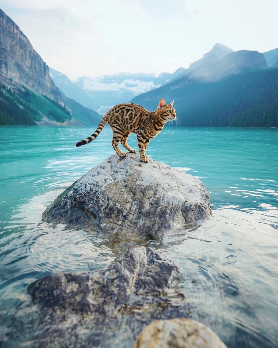 Сьюки кот путешественник