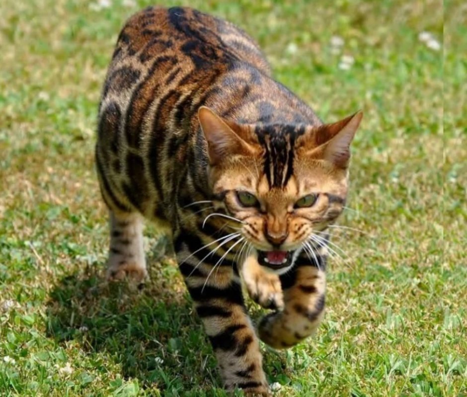 Бенгальская кошка Дикая