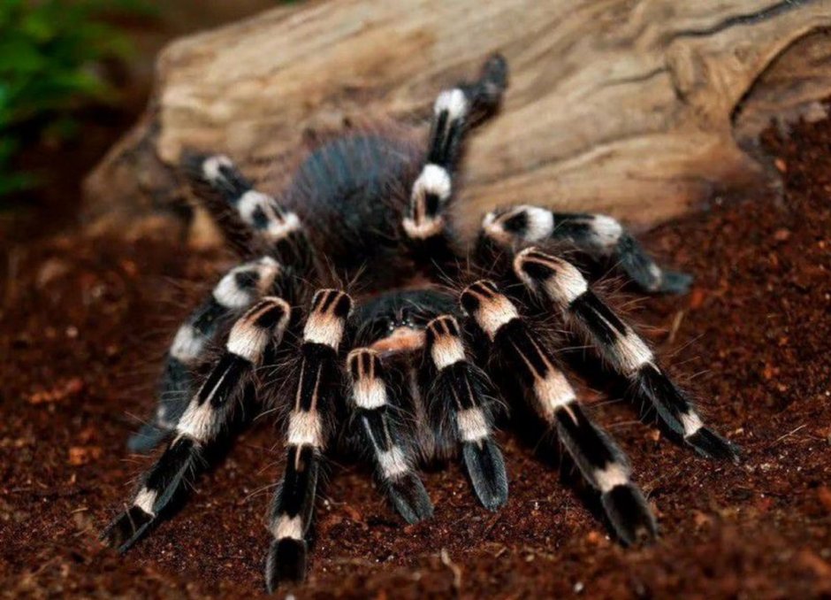 Паук-птицеед Brachypelma albiceps