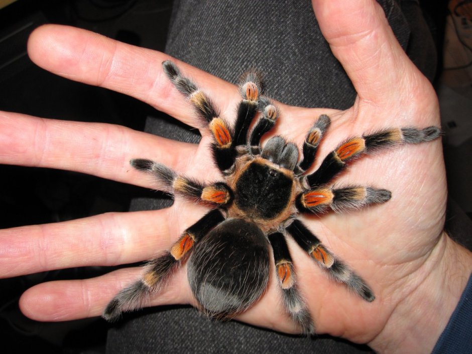 Паук Araneus angulatus