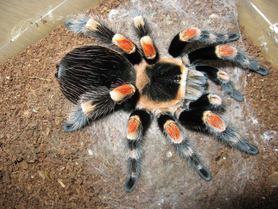 Brachypelma Vagans самец