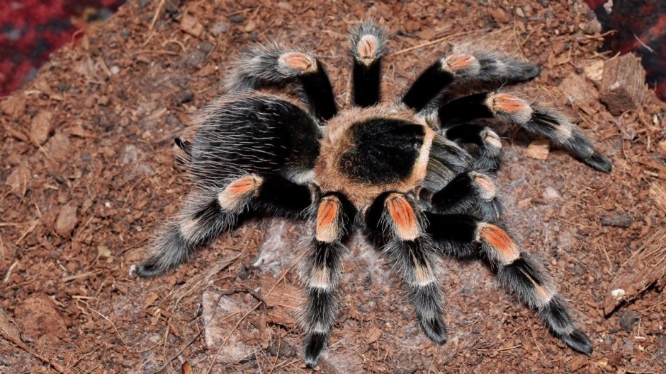 Паук Brachypelma Vagans