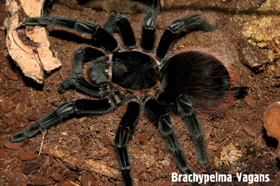 Avicularia versicolor