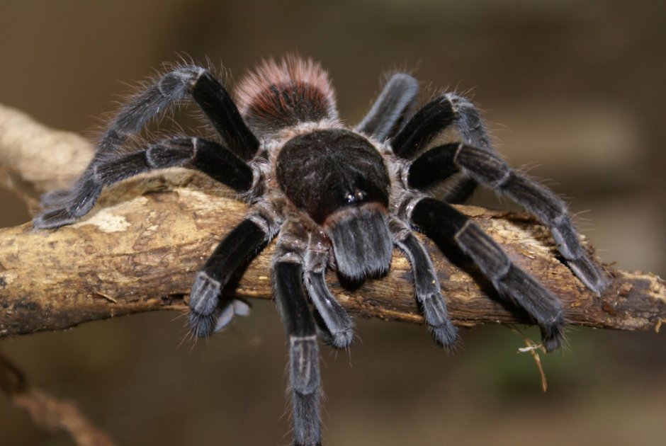 Паук Brachypelma Vagans