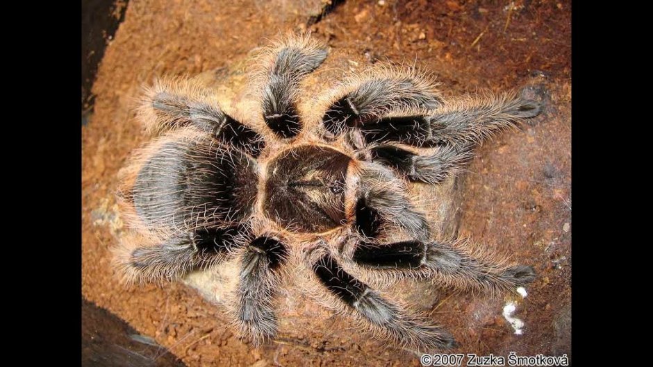 Паук-птицеед геникулята Acanthoscurria geniculata