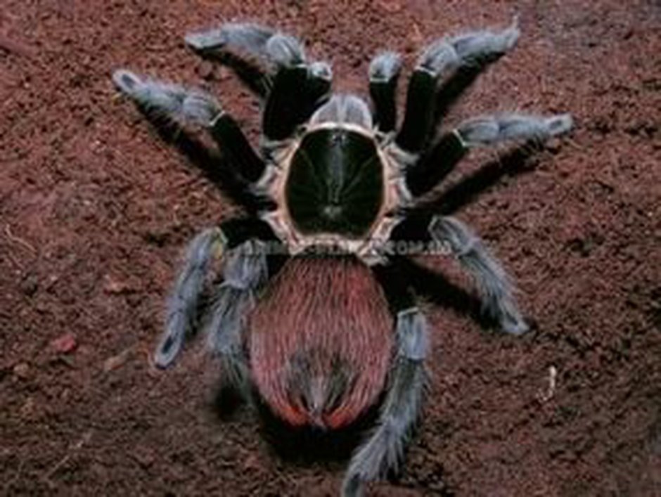 Паук-птицеед Brachypelma albiceps