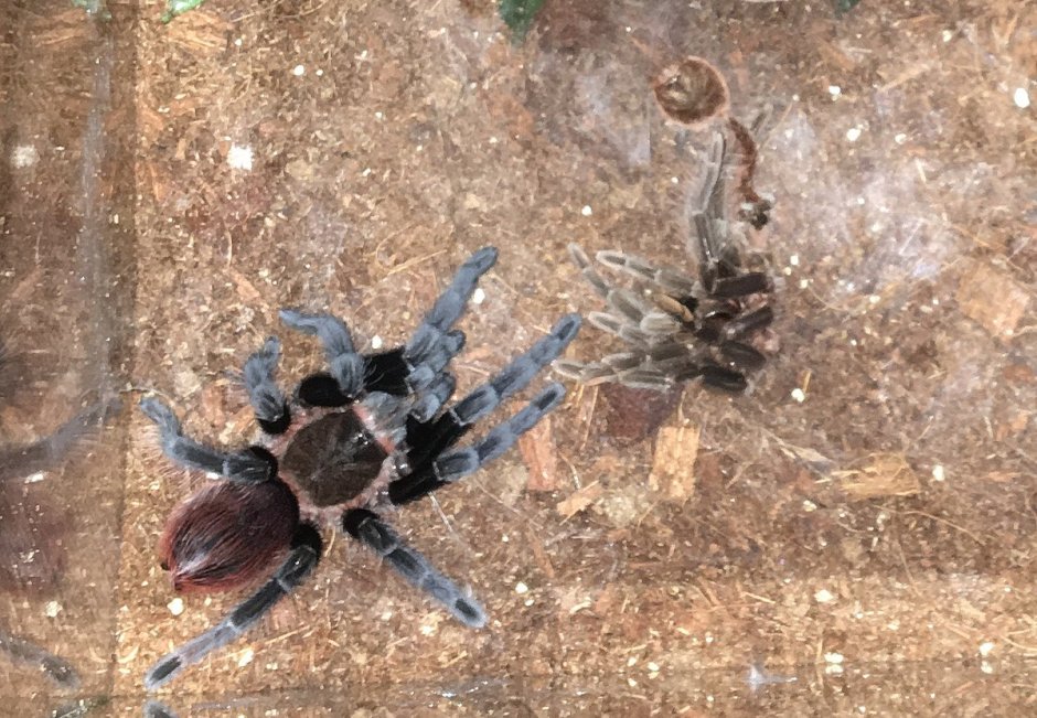 Паук Brachypelma Vagans