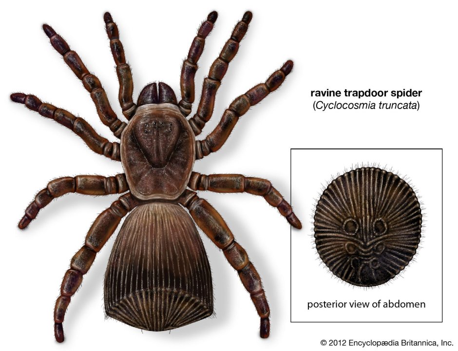 Brachypelma Vagans самец