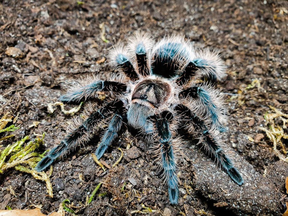 Паук птицеед Acanthoscurria geniculata