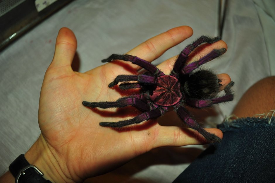 Птицееда Pterinochilus murinus