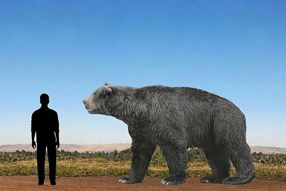 Короткомордый медведь Арктодус