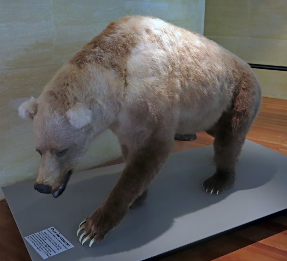 Медведь Гризли
