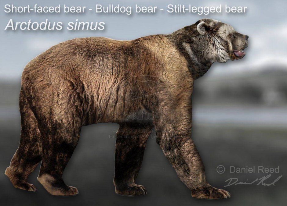 Арктотерий Arctotherium Angustidens самый крупный Короткомордый медведь