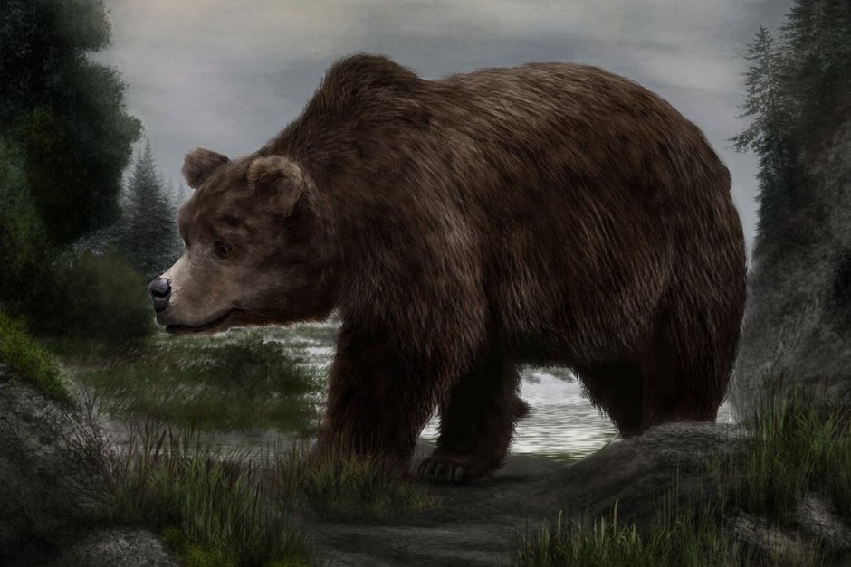Пещерный медведь Ursus spelaeus