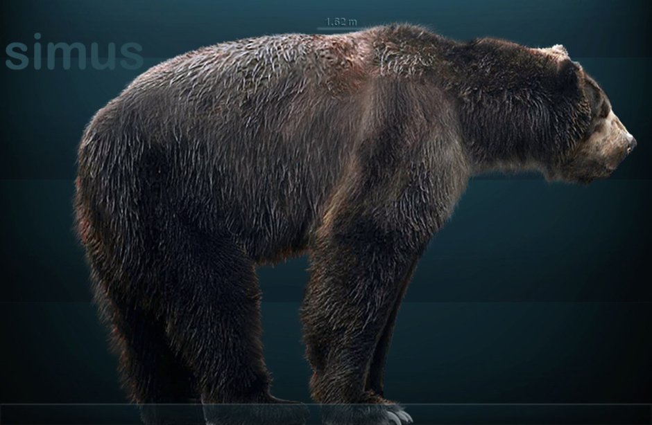 Пещерный медведь Ursus spelaeus