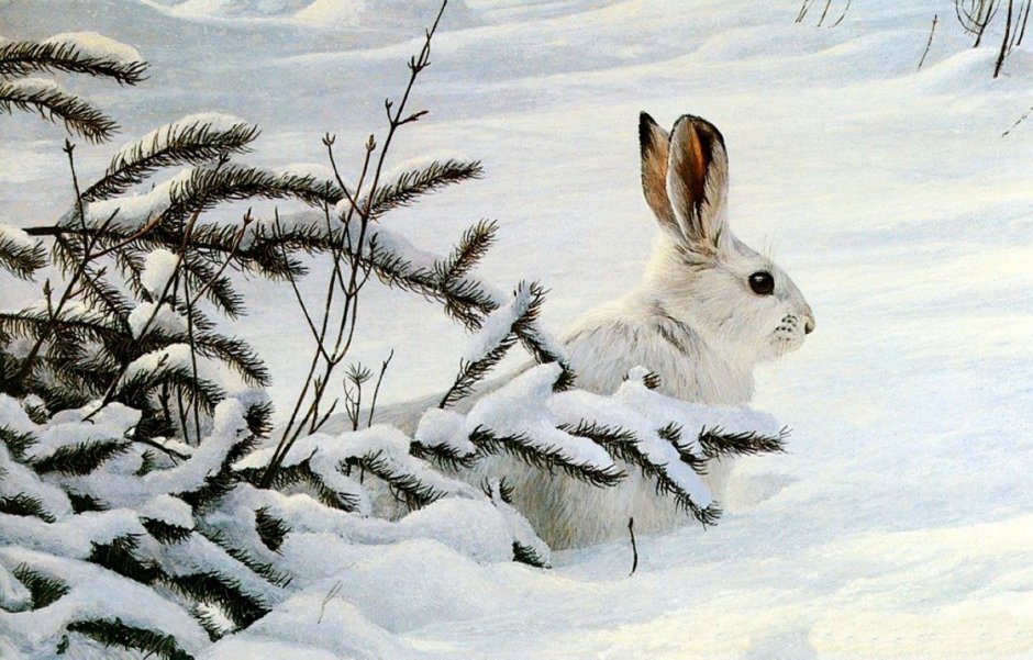 Сибирский заяц Русак