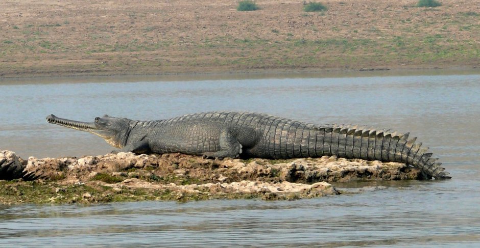 Гангский гавиал (Gavialis gangeticus)