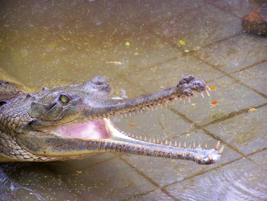 Гавиаловый крокодил Tomistoma