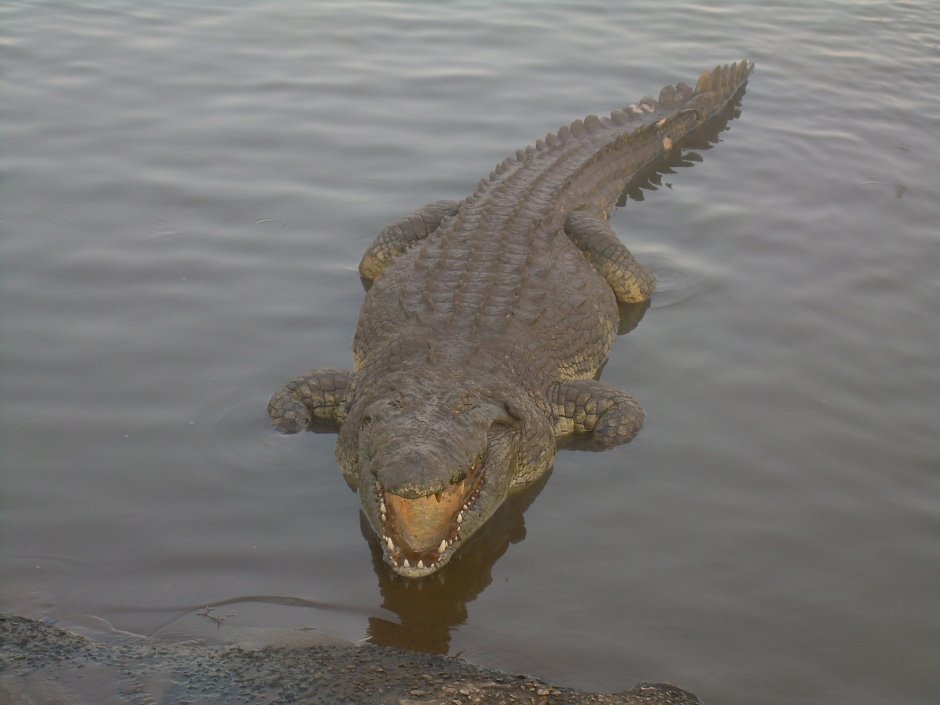 Alligator vs Crocodile