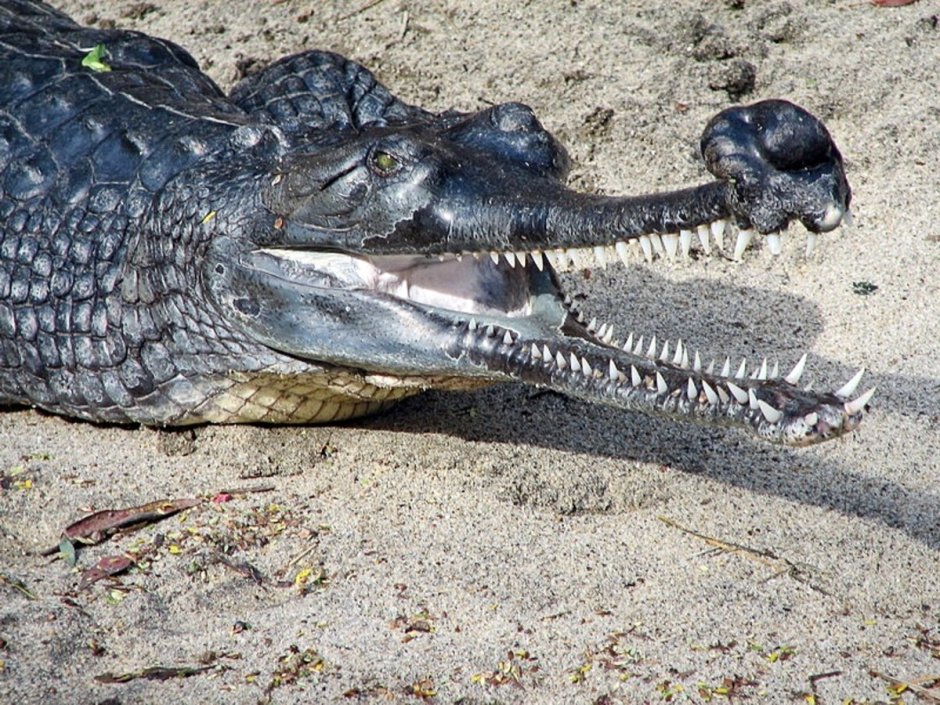 Indian Gharial