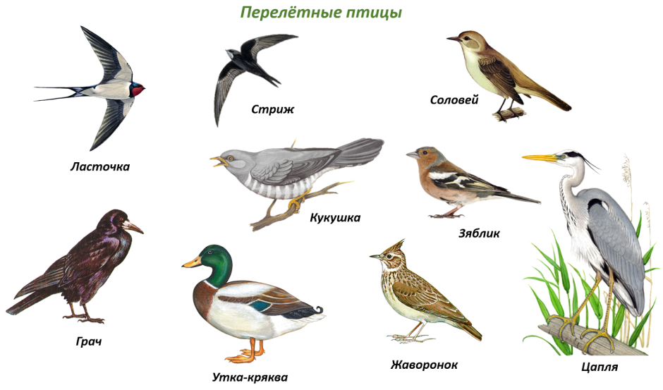 Певчие птицы Урала перелетные