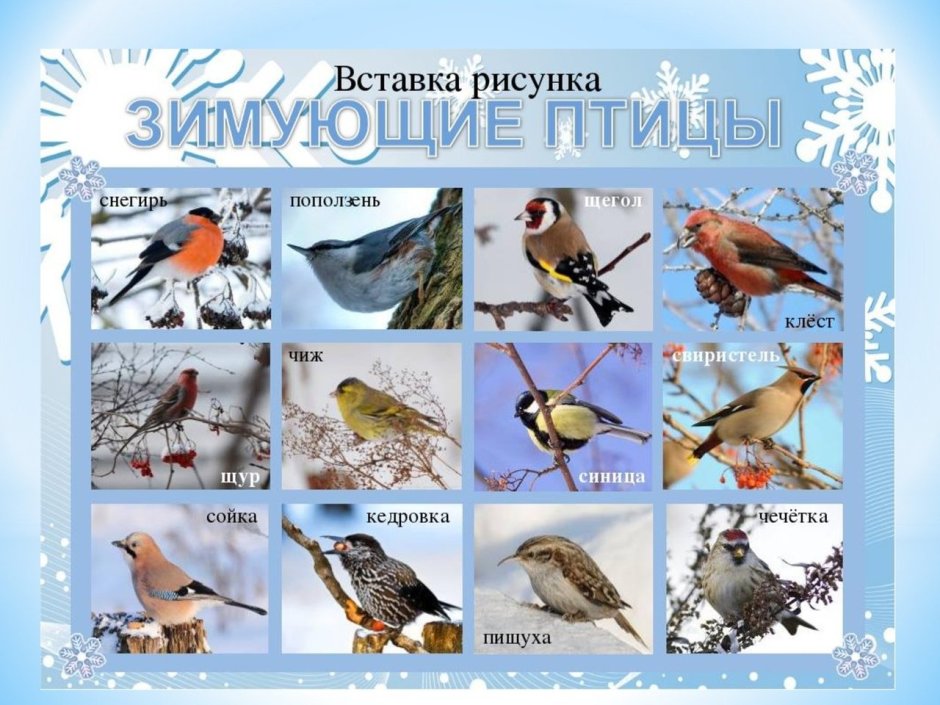 Зимующие птицы средней полосы России