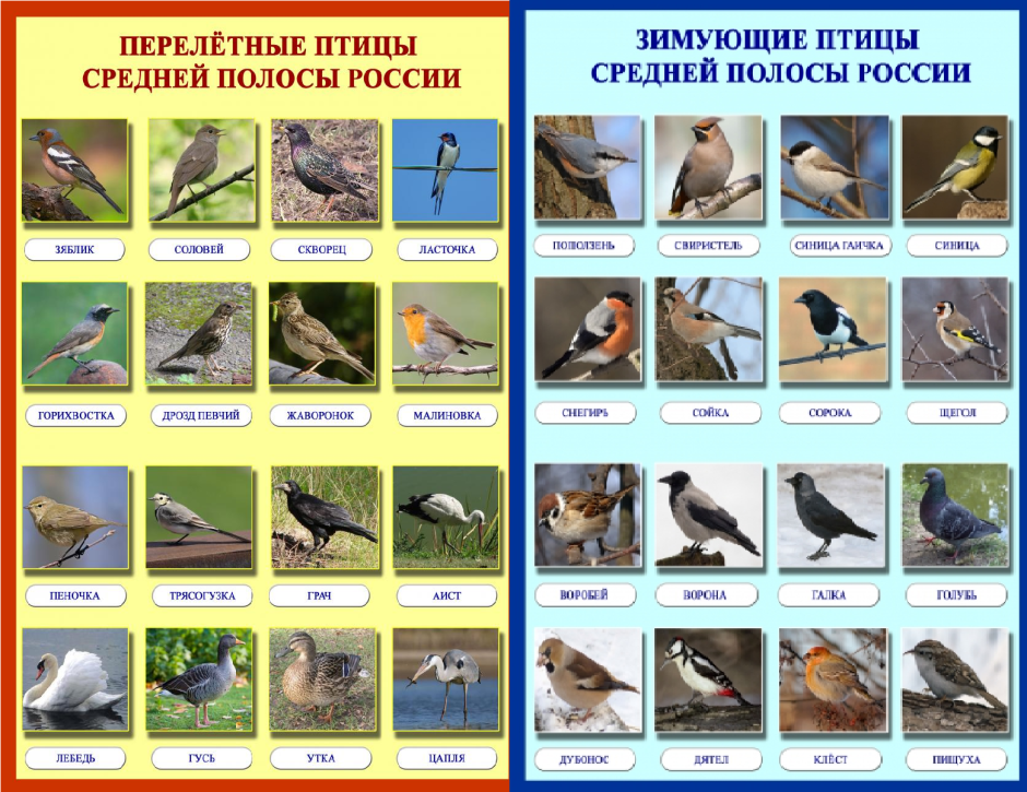 Название птиц