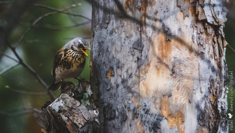 Рябинник (turdus pilaris