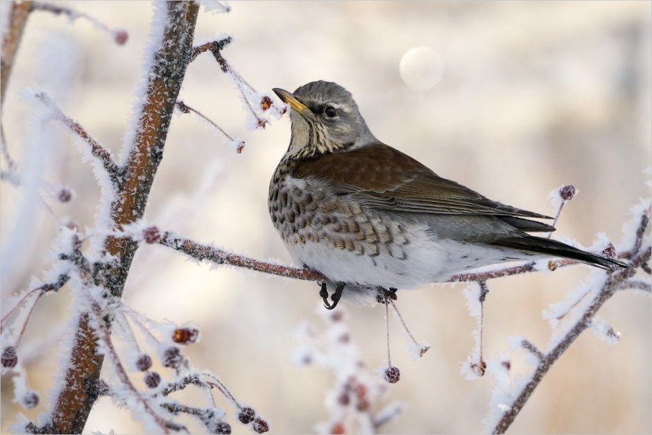 Луговой конек (Anthus pratensis) 237. Краснозобый конек