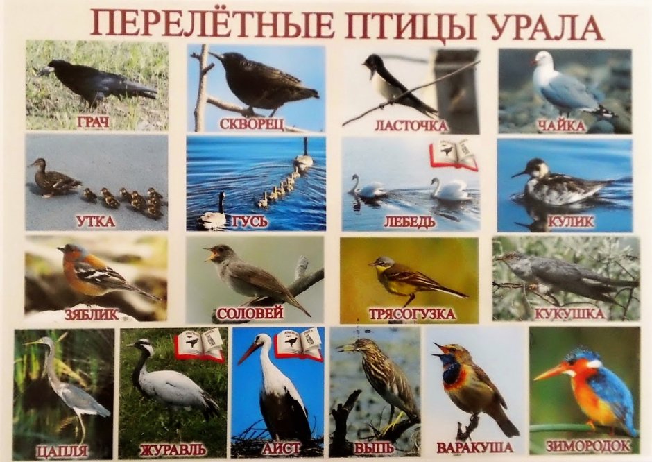 Дрозд деряба рябинник