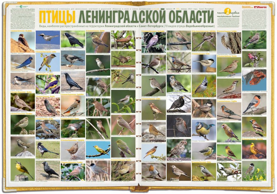 Дрозд рябинник хвост