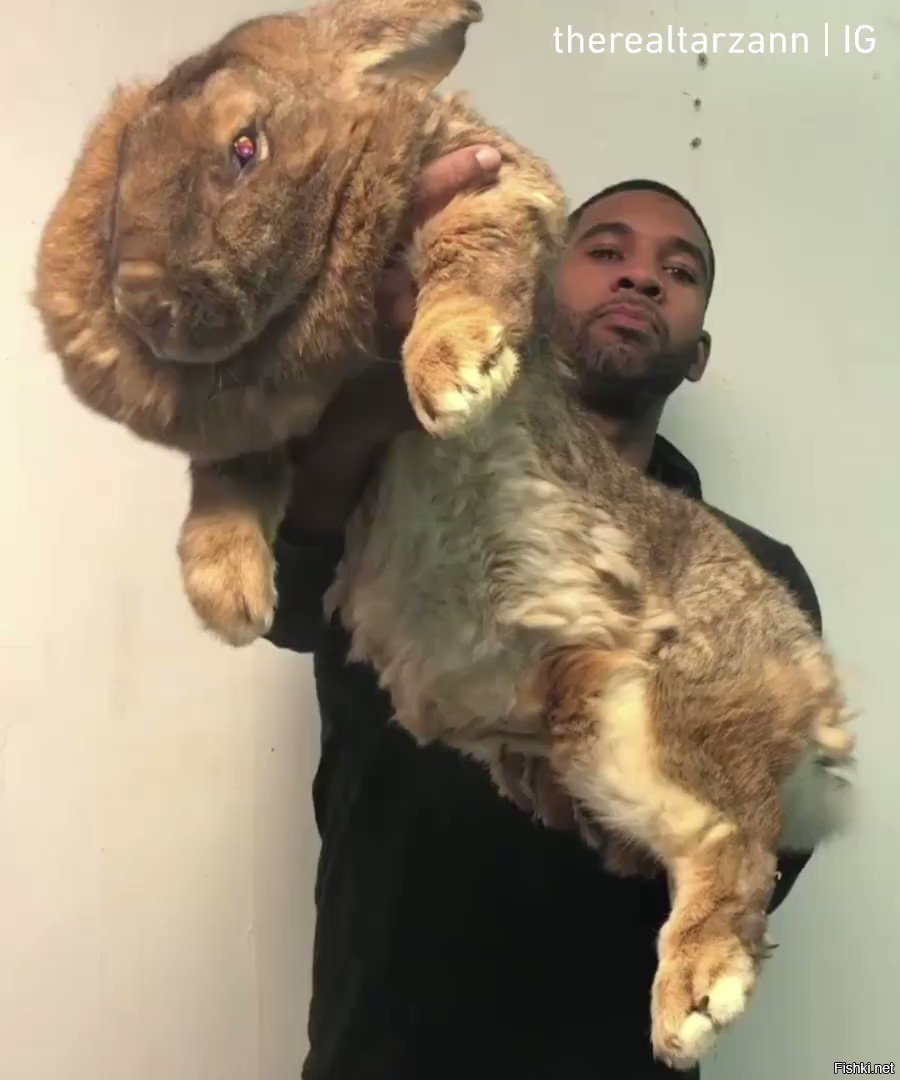 Самый большой заяц