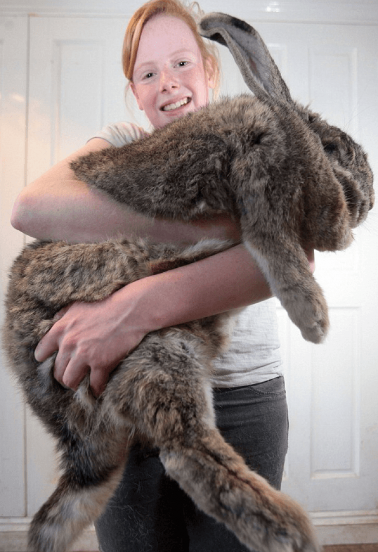 Кролик великан рекорд